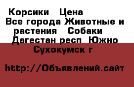 Корсики › Цена ­ 15 000 - Все города Животные и растения » Собаки   . Дагестан респ.,Южно-Сухокумск г.